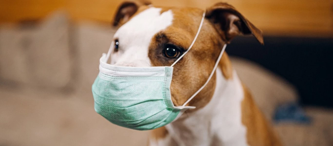 Έρευνα ξεκινά ο ΠΟΥ προκειμένου να εξετάσει τον ρόλο των κατοικίδιων στην πανδημία